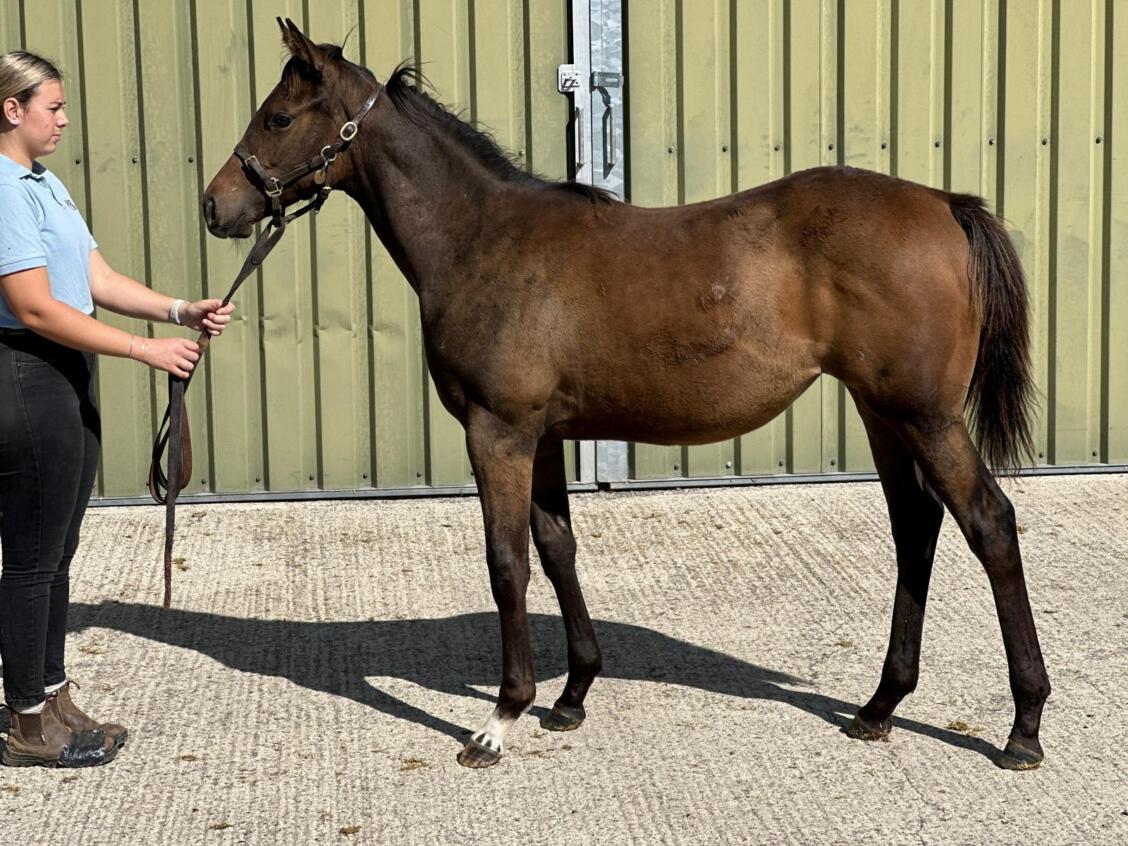 Havana Gold x Out of The Flames 24 filly 02 09 24