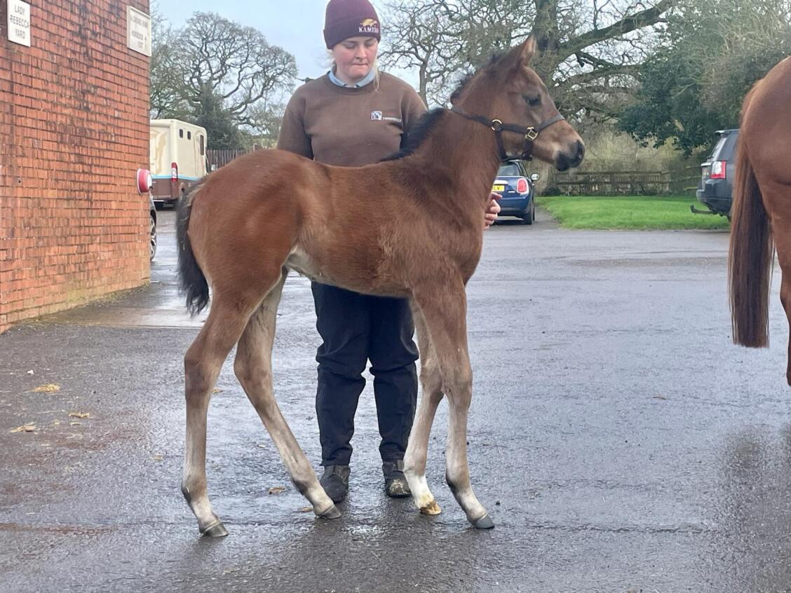 Havana Gold x Out of The Flames 24 filly 09 02 24