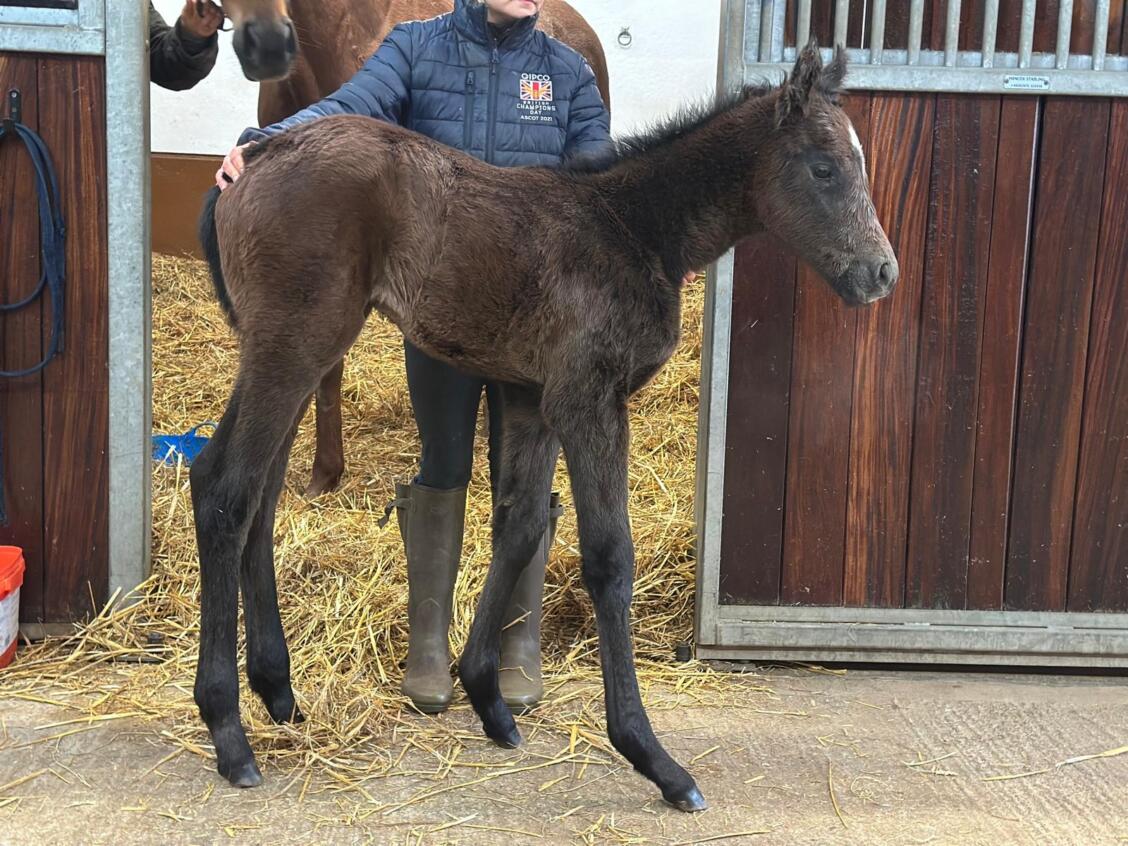 Havana Grey x Castle Hill Cassie25 filly 28 02 2025