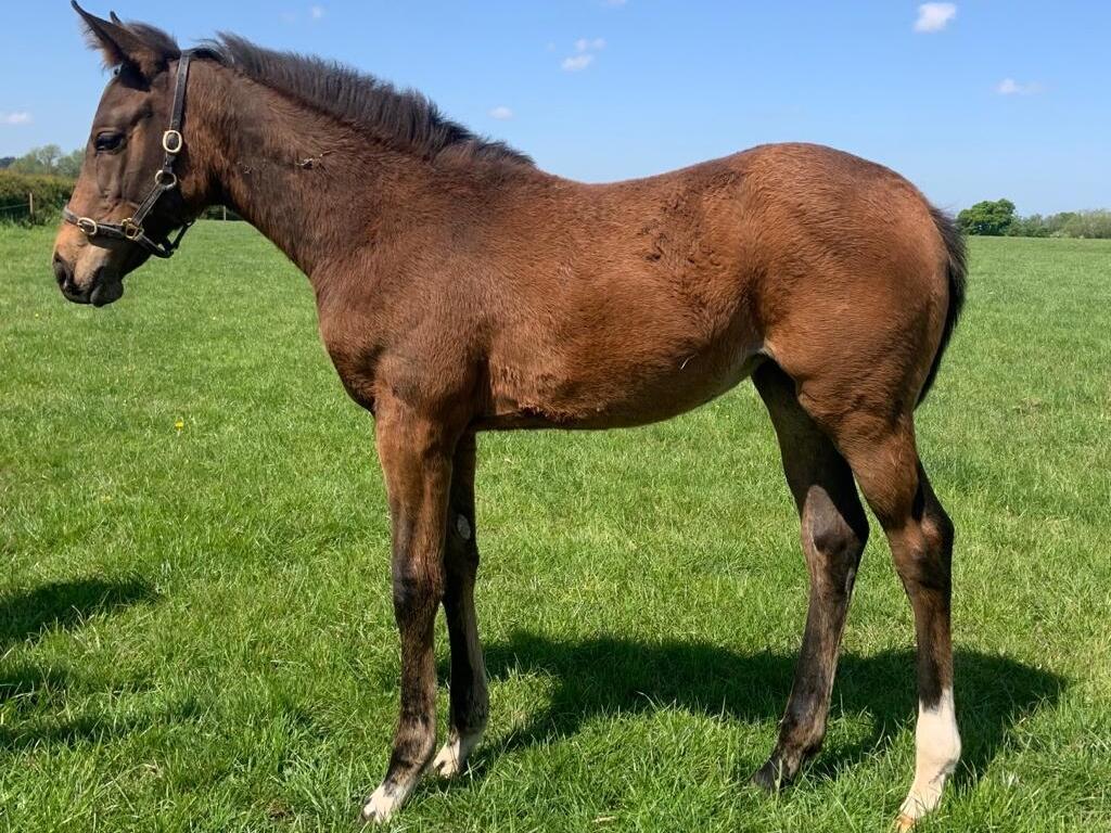 Invincible Spirit x Ship of Dreams 20 filly 06 05 20