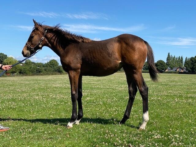 Invincible Spirit x Ship of Dreams 20 filly 21 07 20