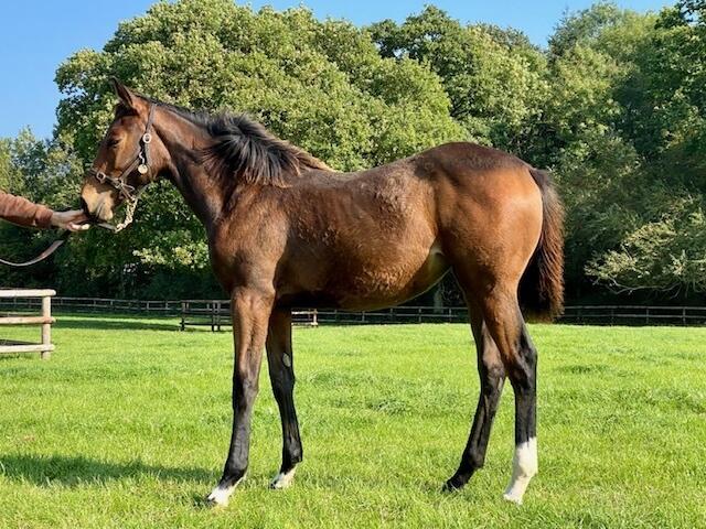 Invincible Spirit x Ship of Dreams 20 filly 22 09 20