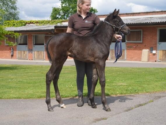 Kameko x Angelic Guest 25 filly 15 05 2025 JPG Medium
