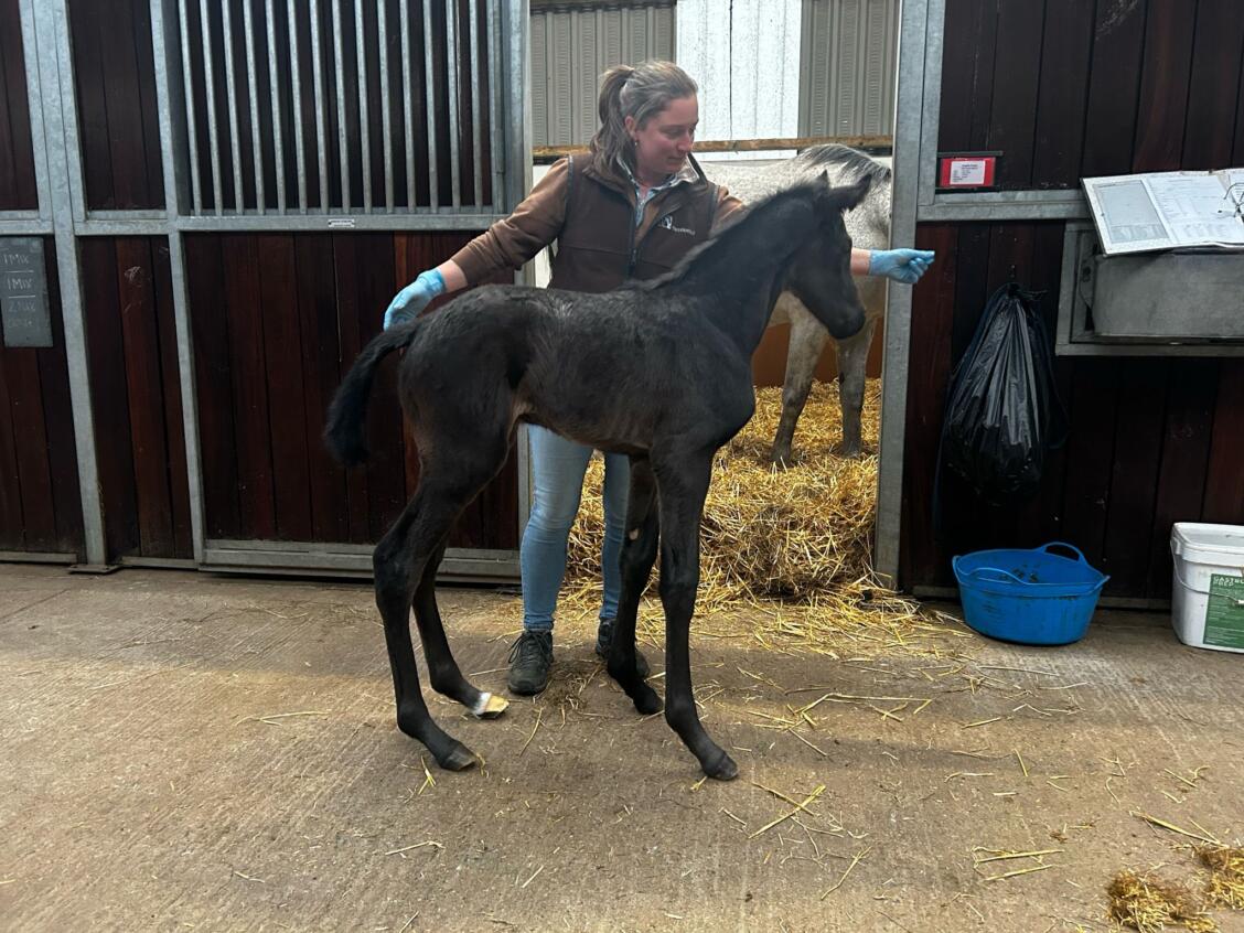 Kameko x Angelic Guest 25 filly 23 04 25