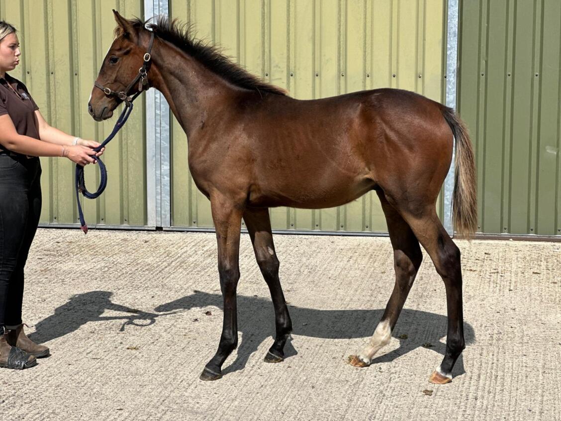 Kameko x Cross Pattee24 colt 03 09 24