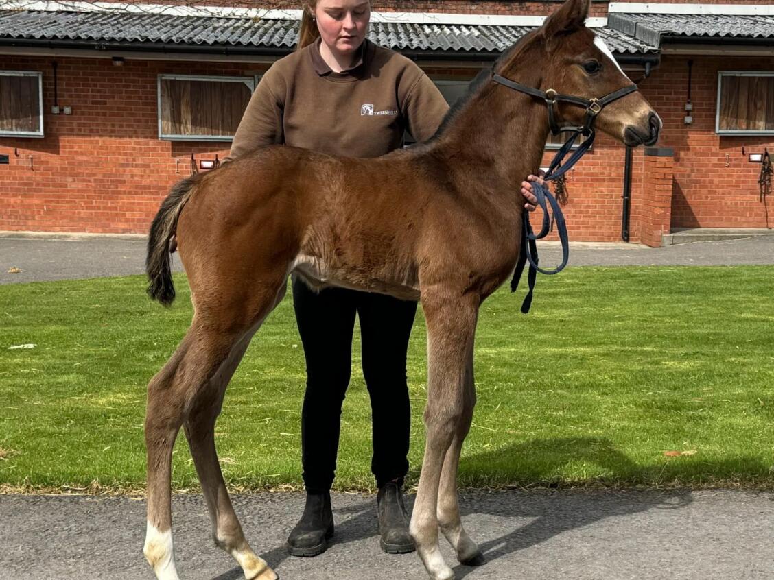 Kameko x Cross Pattee24 colt 05 04 24