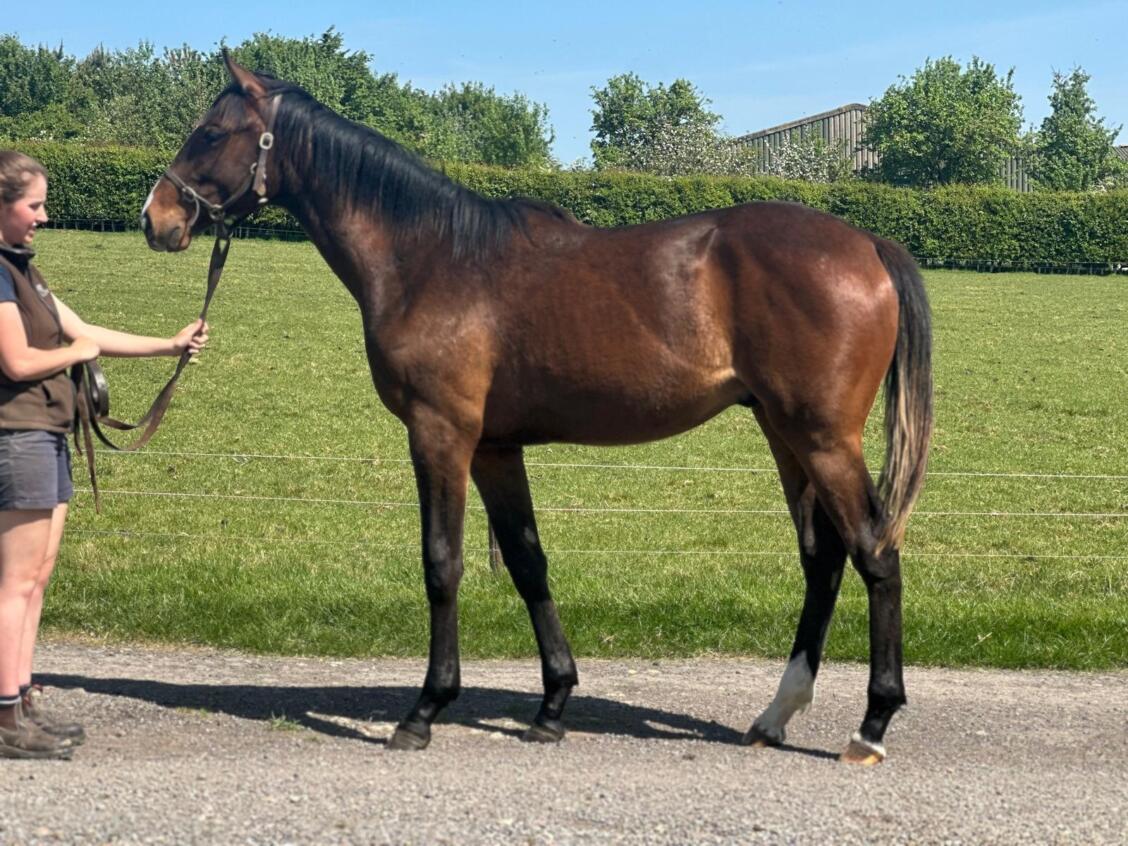 Kameko x Cross Pattee24 colt 30 04 2025