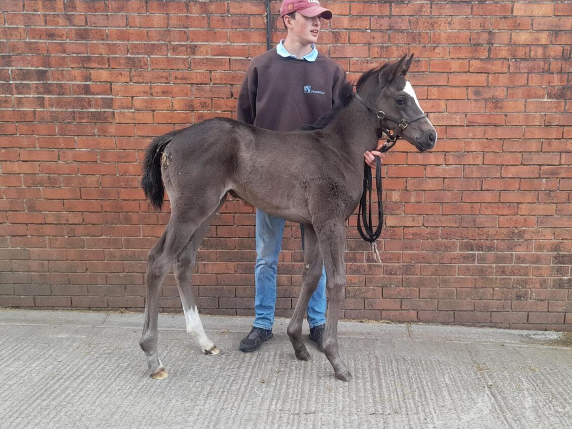 Kameko x Dulkashe24 Colt 11 06 24