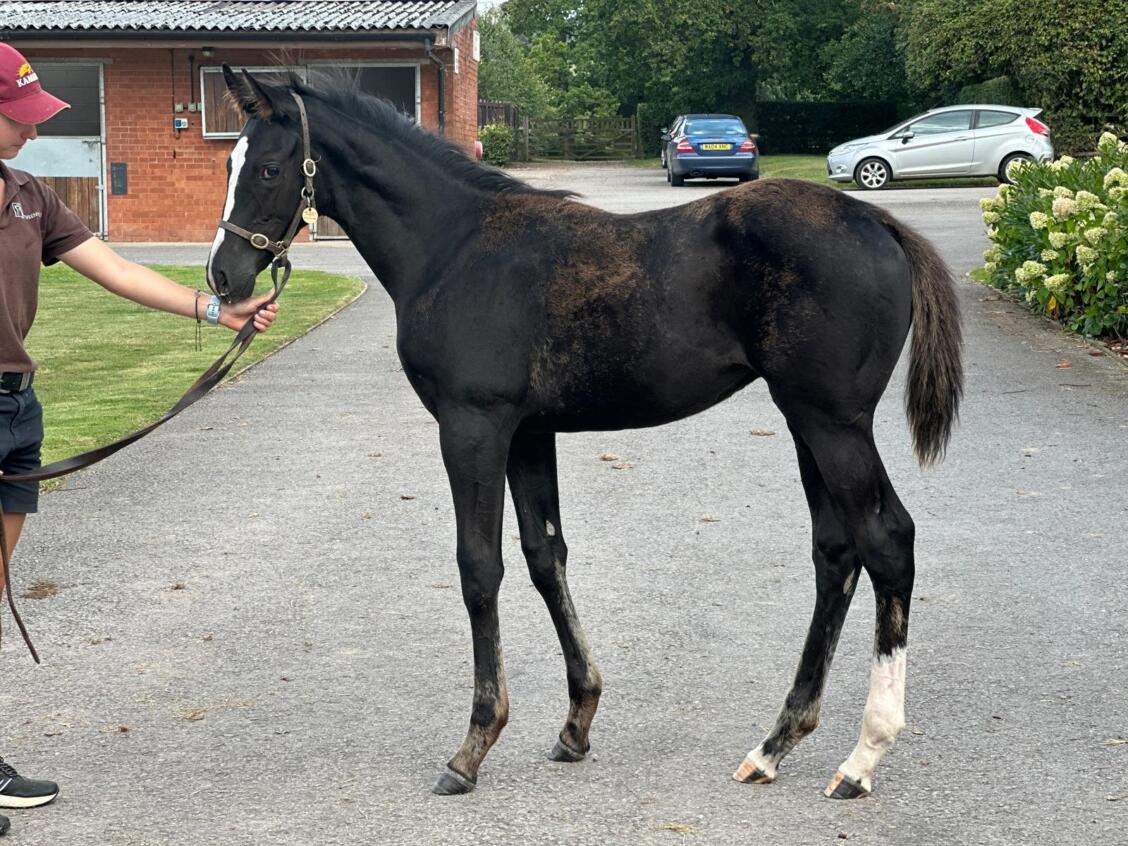 Kameko x Dulkashe24 Colt03 09 24