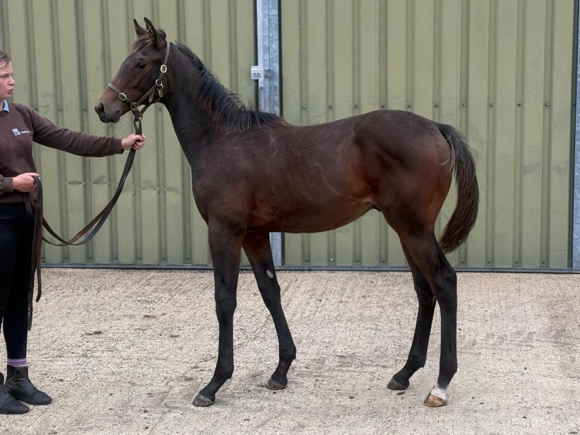 Kameko x Gold Sands25 colt 18 09 2025