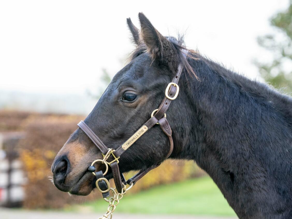 Kameko x Having A Blast head