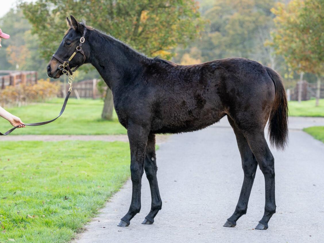 Kameko x Having A Blast