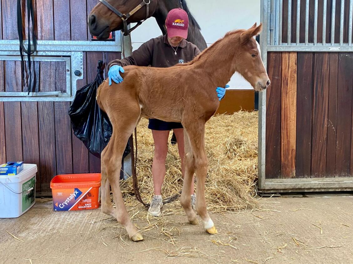 Kameko x Khatiba25 colt 02 05 20025