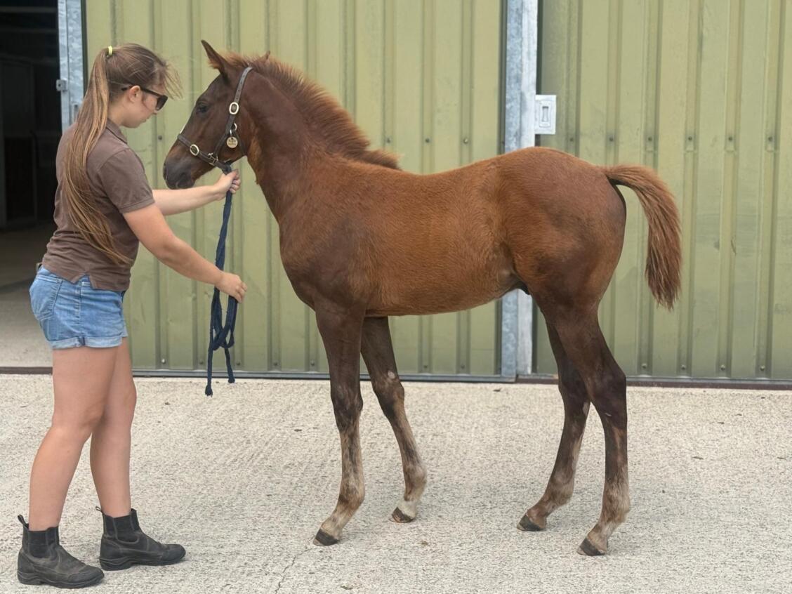 Kameko x Khatiba25 colt 07 08 25