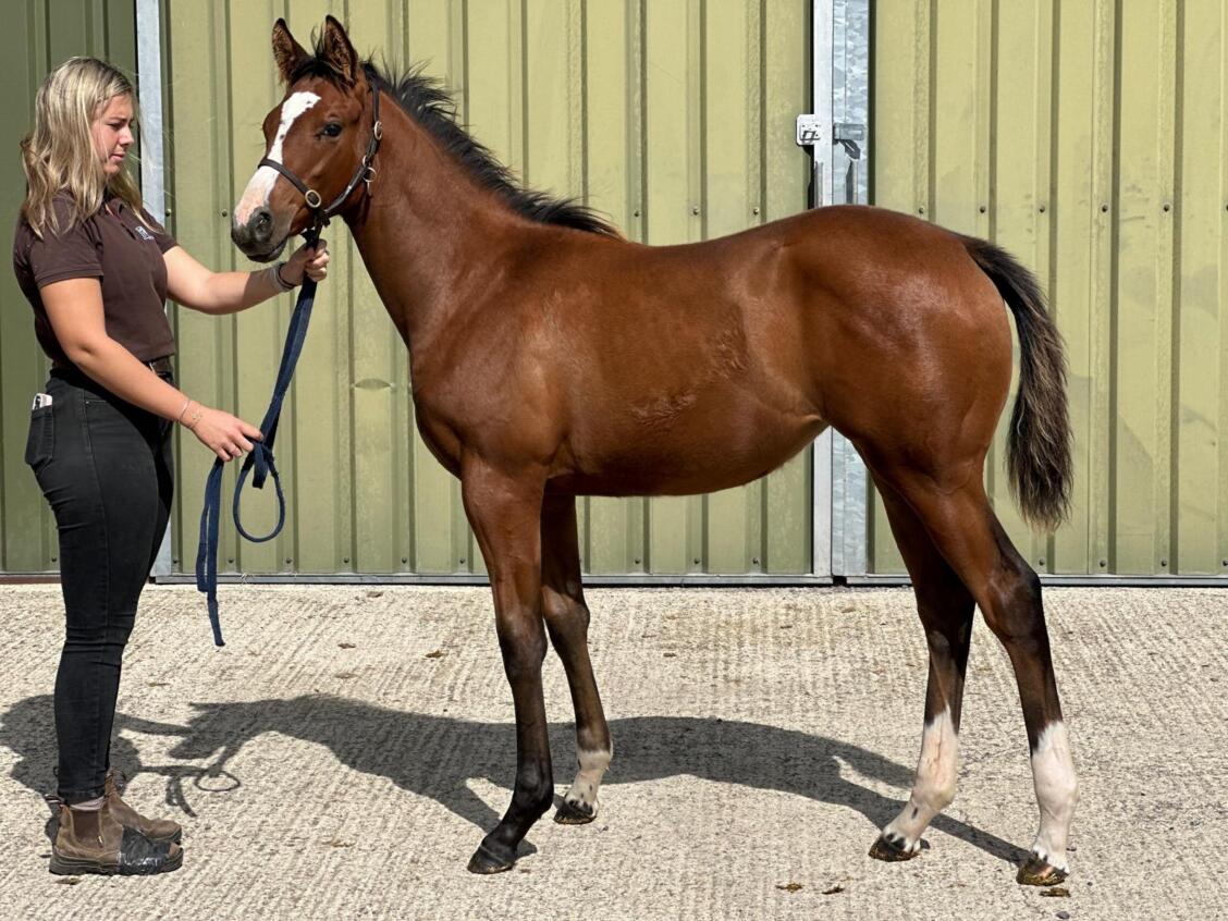 Kameko x La Rioja24 Filly 03 09 24
