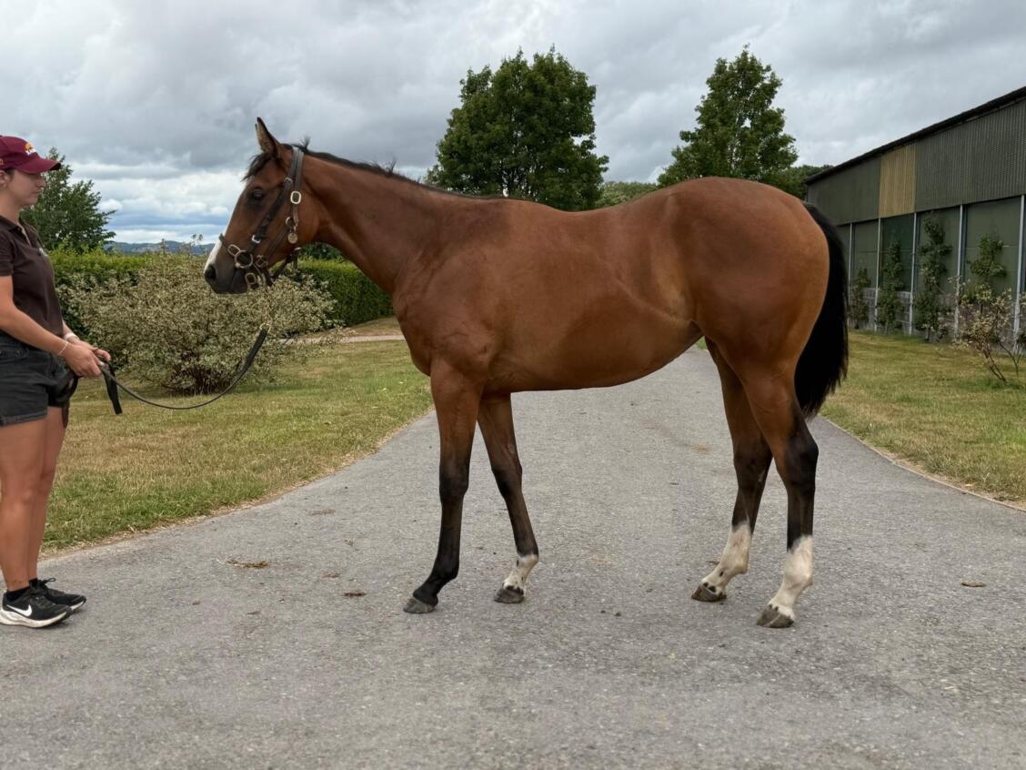 Kameko x La Rioja24 filly 17 07 2025