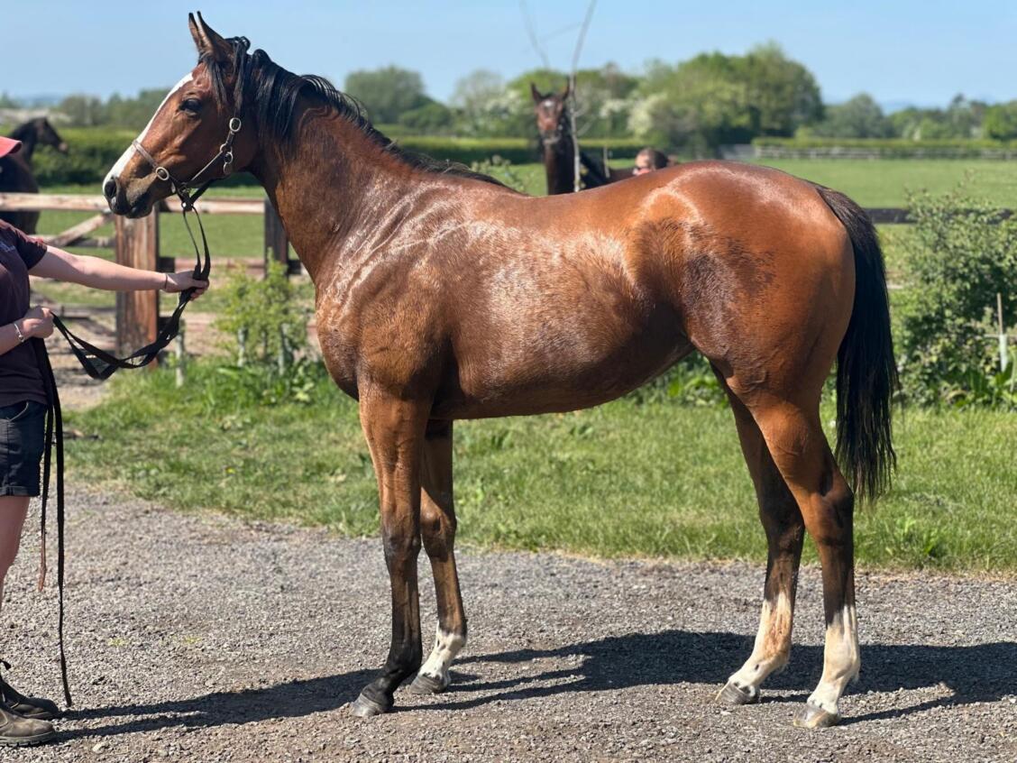 Kameko x La Rioja24 filly 30 04 2025