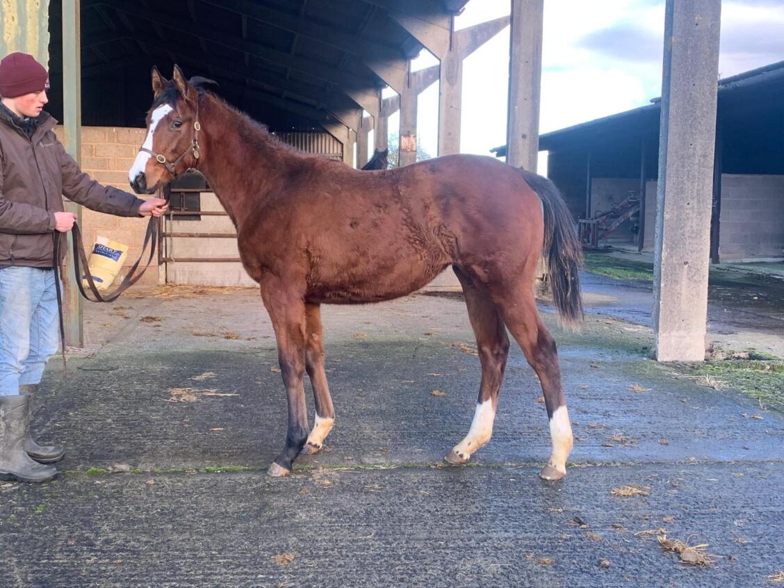 Kameko x La Rioja24 filly07 01 2024