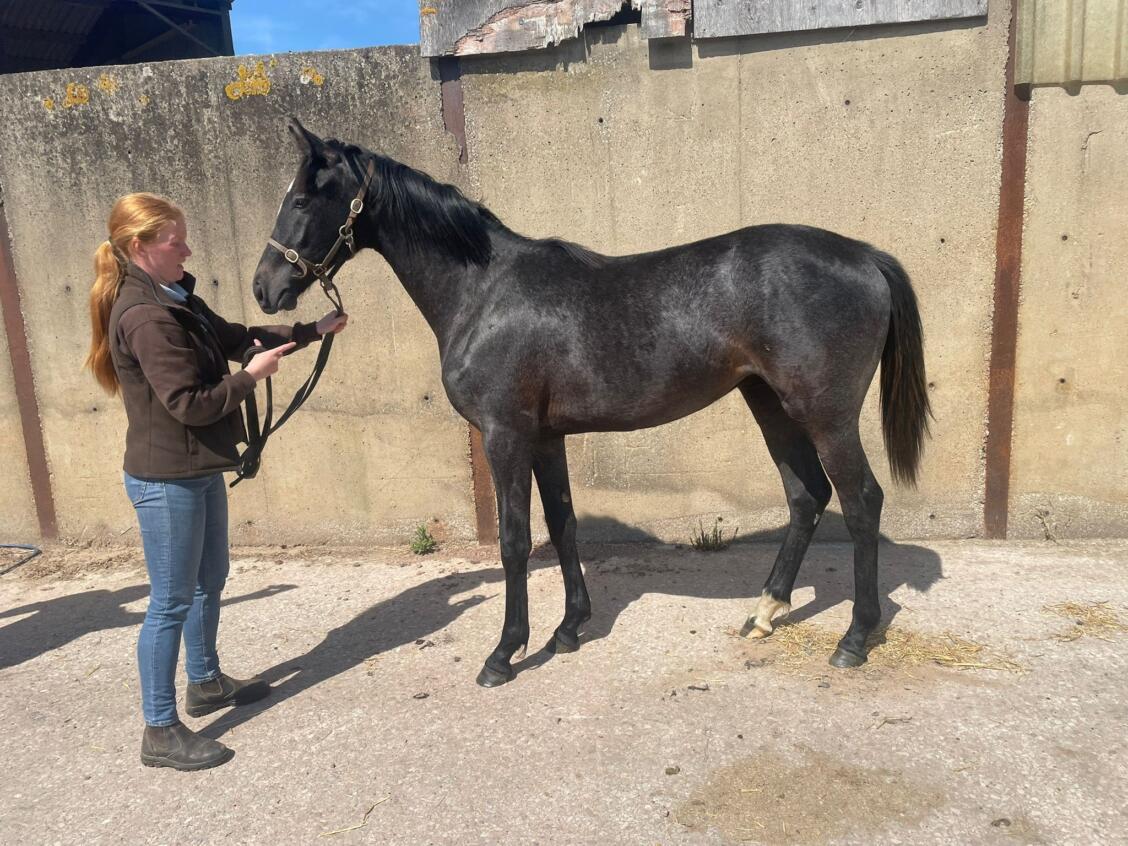 Kameko x Rishes Barr24 filly 09 05 2024