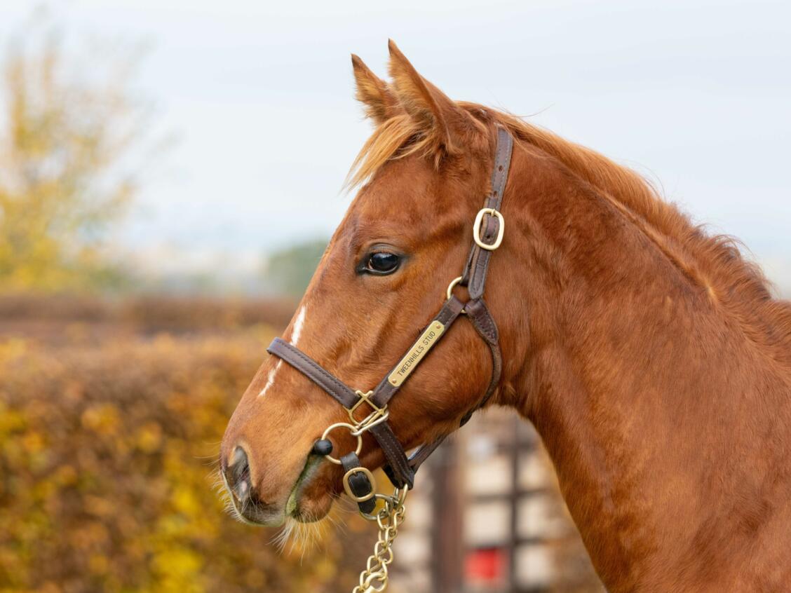 Kameko x The Chemist head