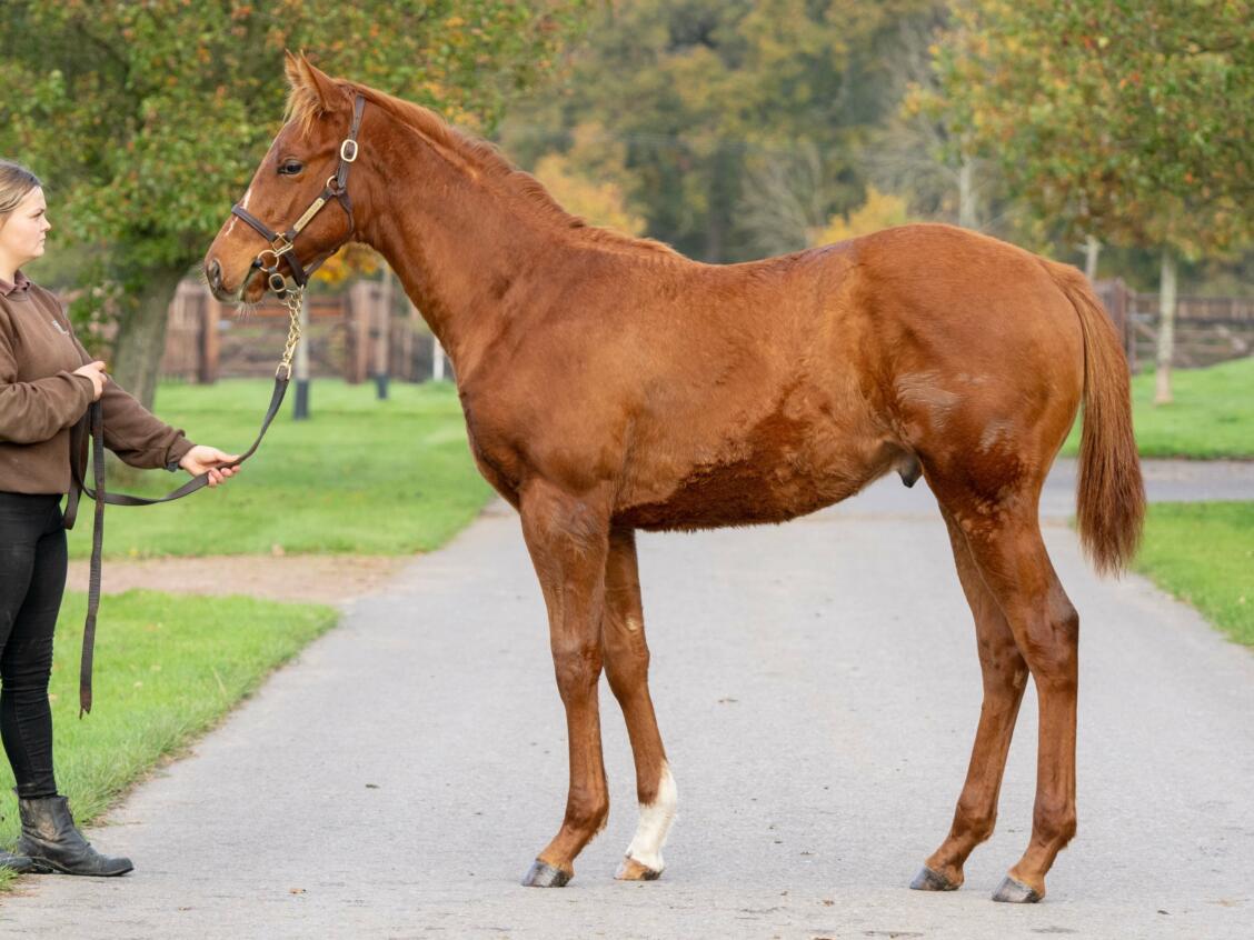 Kameko x The Chemist