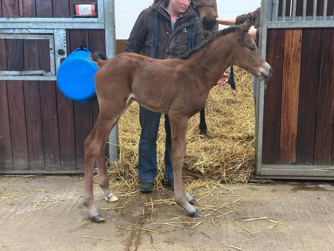 Kingman x Create Belief25 colt 25 03 2025
