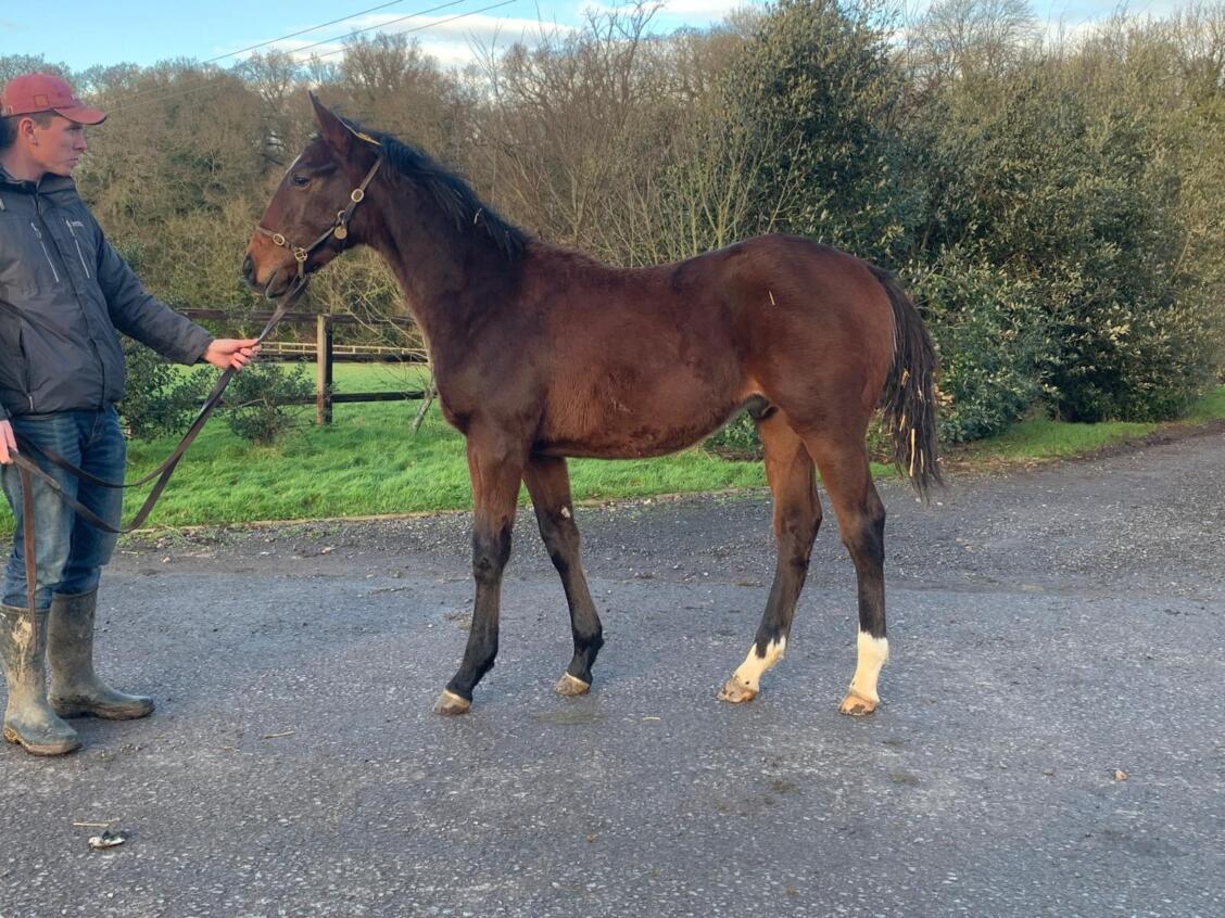 Kingman x Ship Of Dreams24 colt 07 01 2025