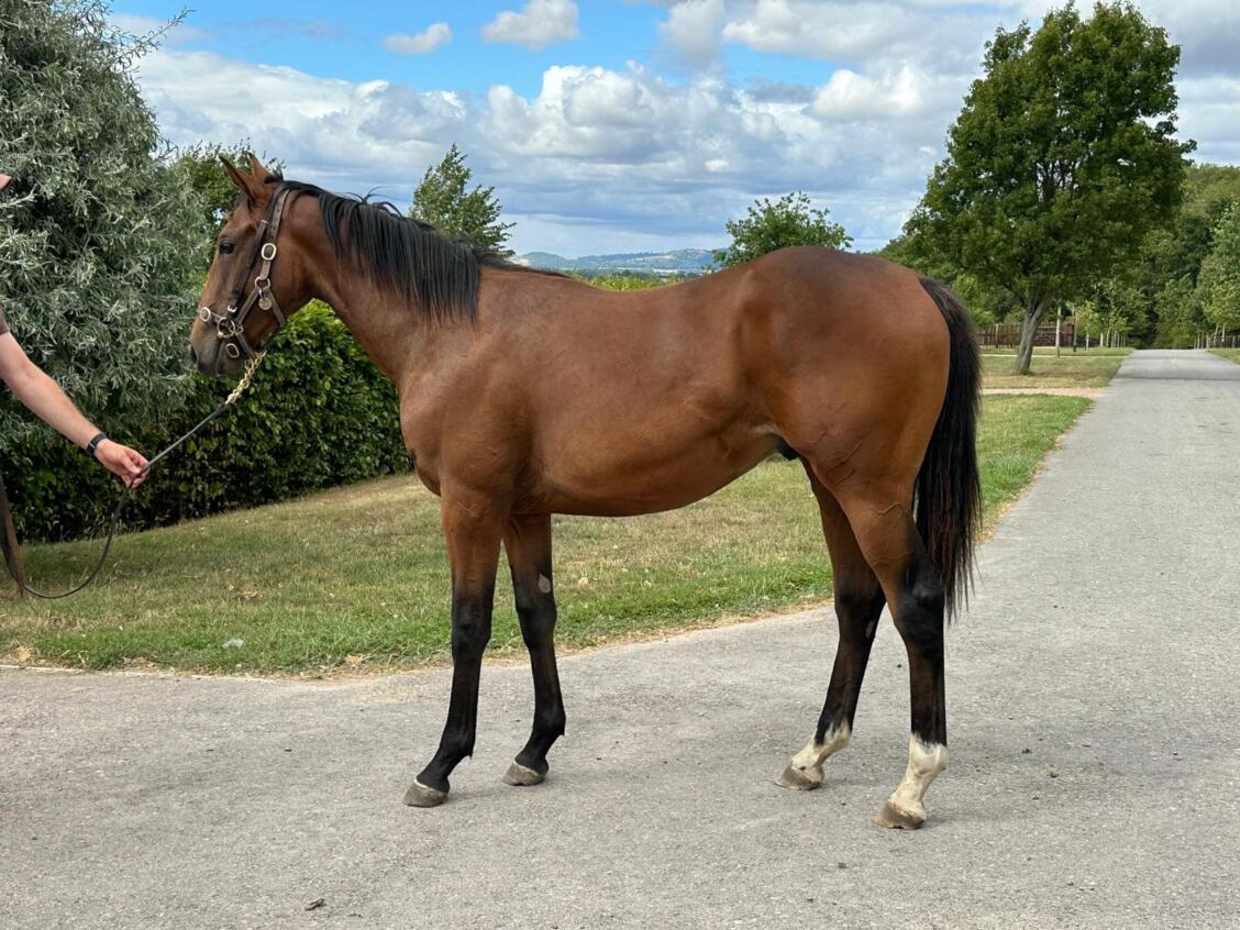 Kingman x Ship Of Dreams24 colt 14 08 25