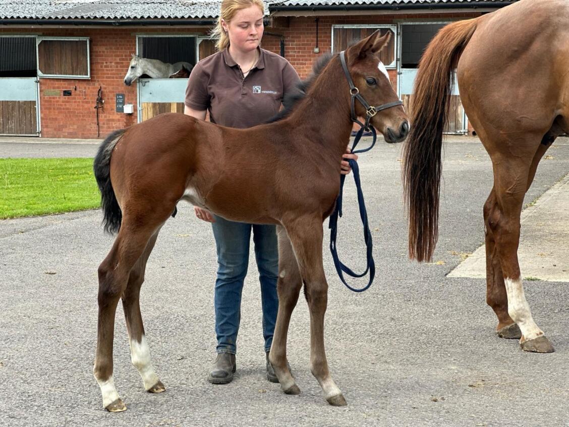 Kingman x Ship Of Dreams24 colt 15 05 24