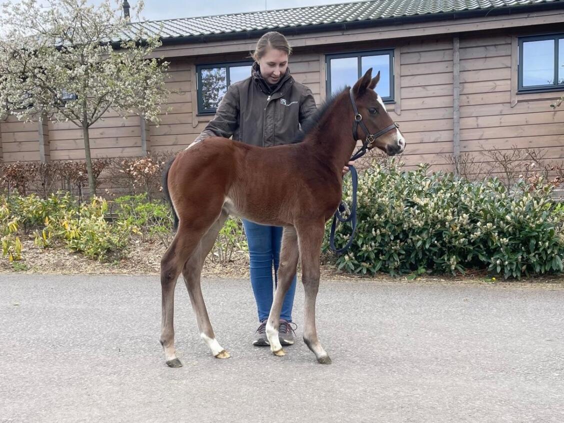 Kingman x Tiger Eye 24 colt 18 04 24