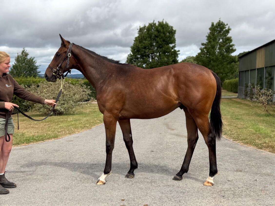 Kingman x Tiger Eye24 colt 17 07 2025