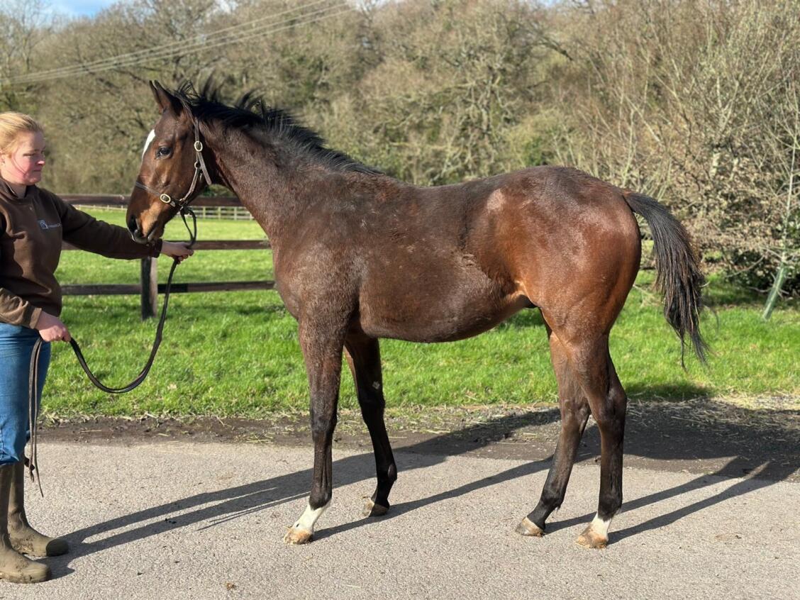 Kingman x Tiger Eye24 colt 25 02 2025