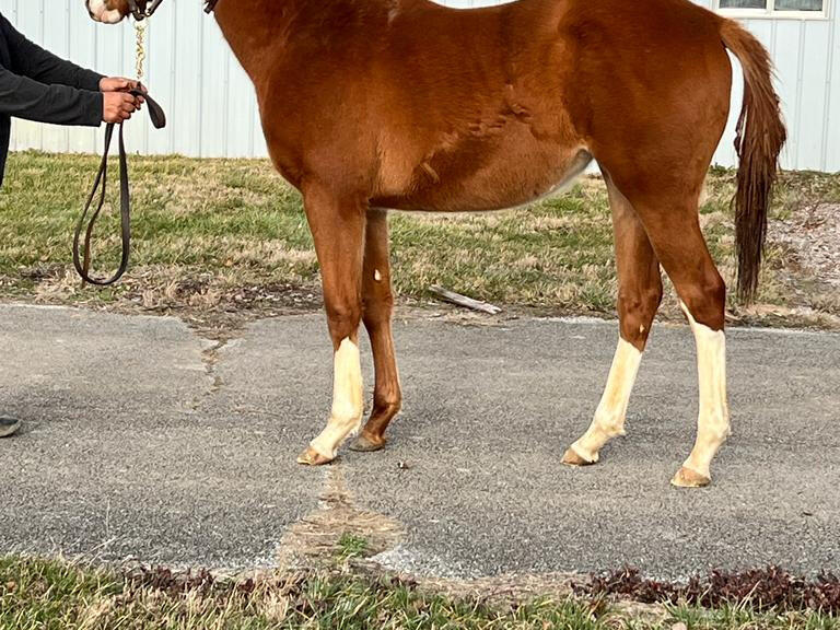 Kittens Joy x Sweeter Still23 10 02 2023