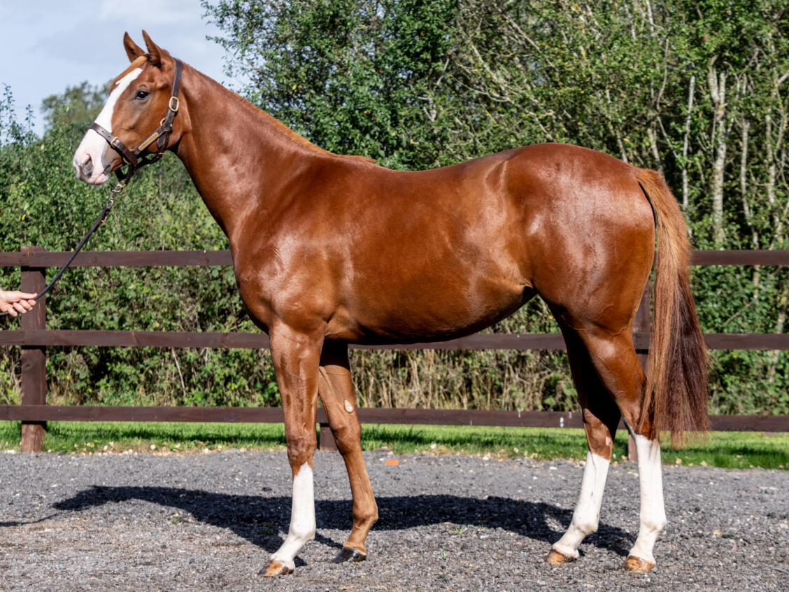 Kittens Joy x Sweeter Still23 10 10 2024