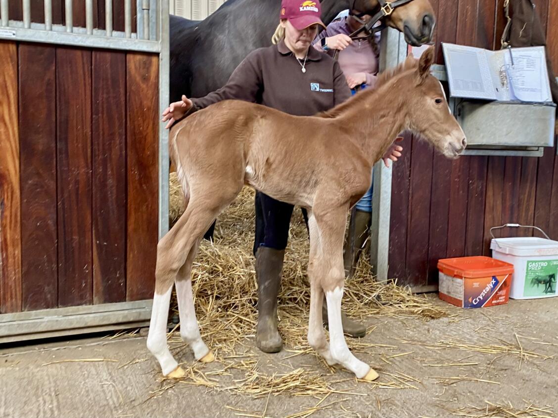 Lope De Vega x Festive Star 2025 colt 08 03 25