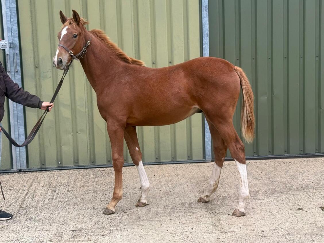 Lope De Vega x Festive Star 2025 colt 18 09 2025