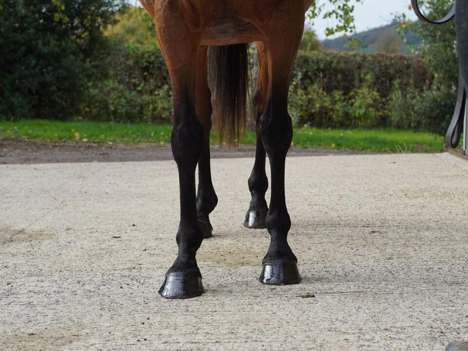 Lot 1245 Dubaya fronts Large