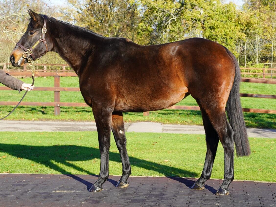 Lot 1246 University 3 Large