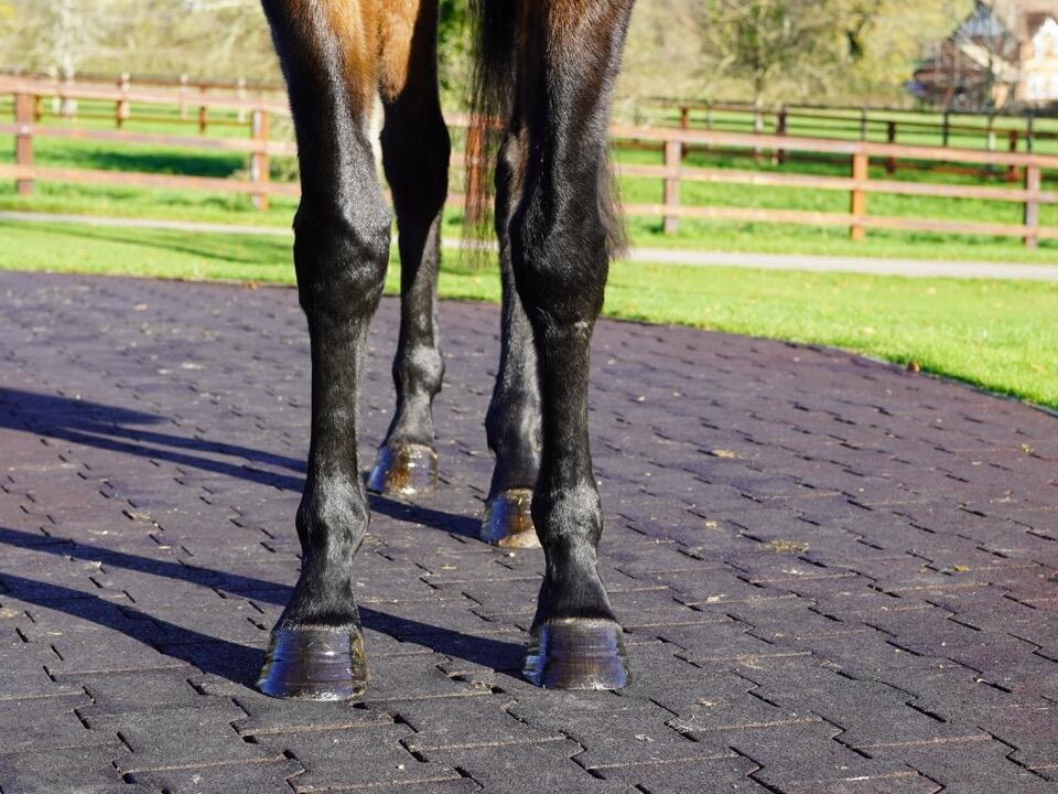 Lot 1246 University Fronts Large