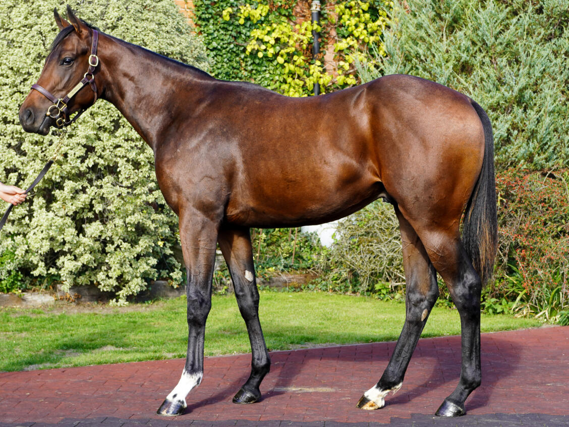 Lot 1320 Zoustar x Ventura Diamond