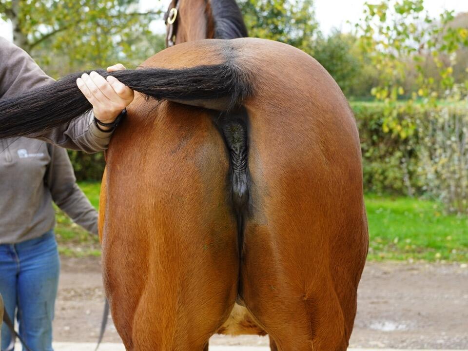 Lot 1322 Game And Set Hind Large