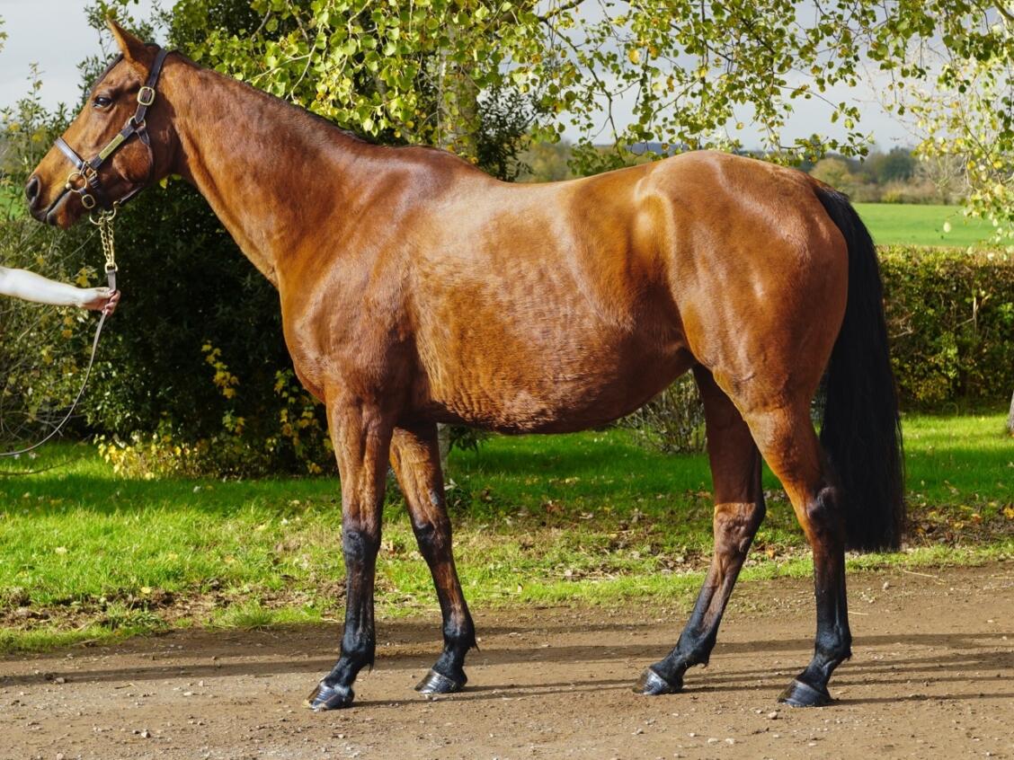 Lot 1377 Thousand Oaks Consignor Large