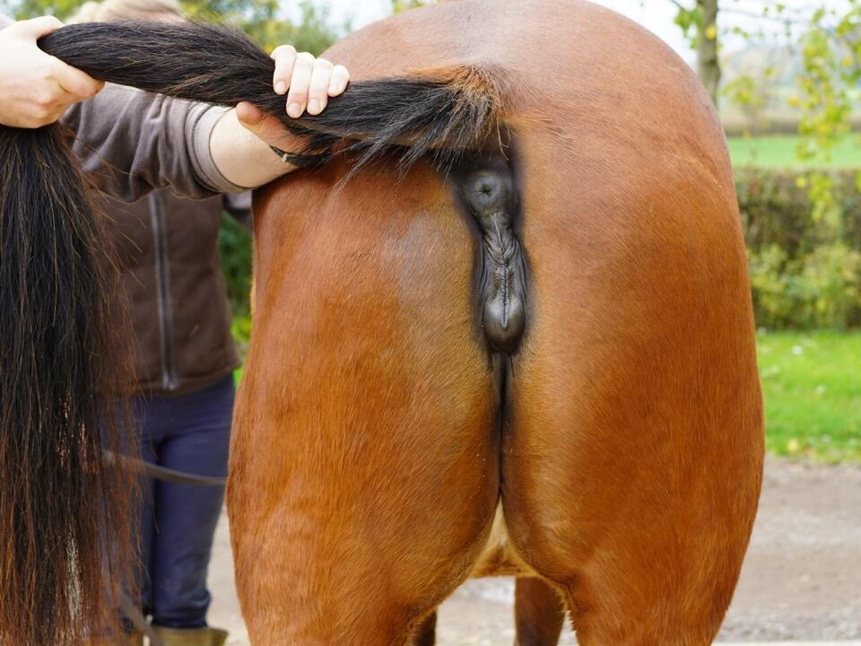 Lot 1558 Sunset Lane Hinds Large