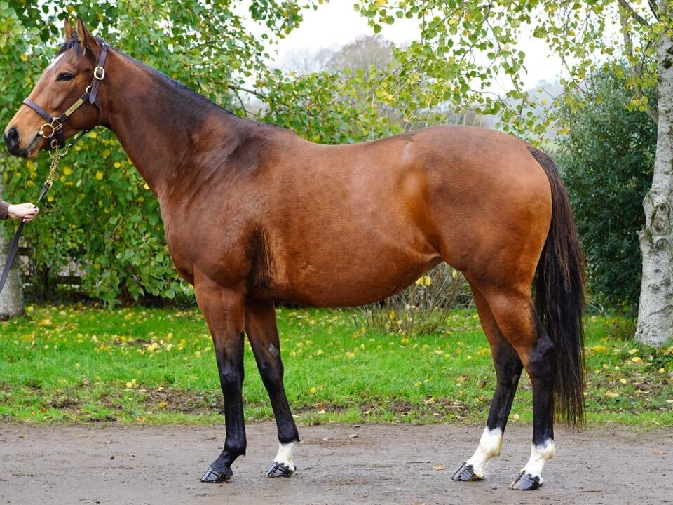 Lot 1559 Dancing Away 2 Large