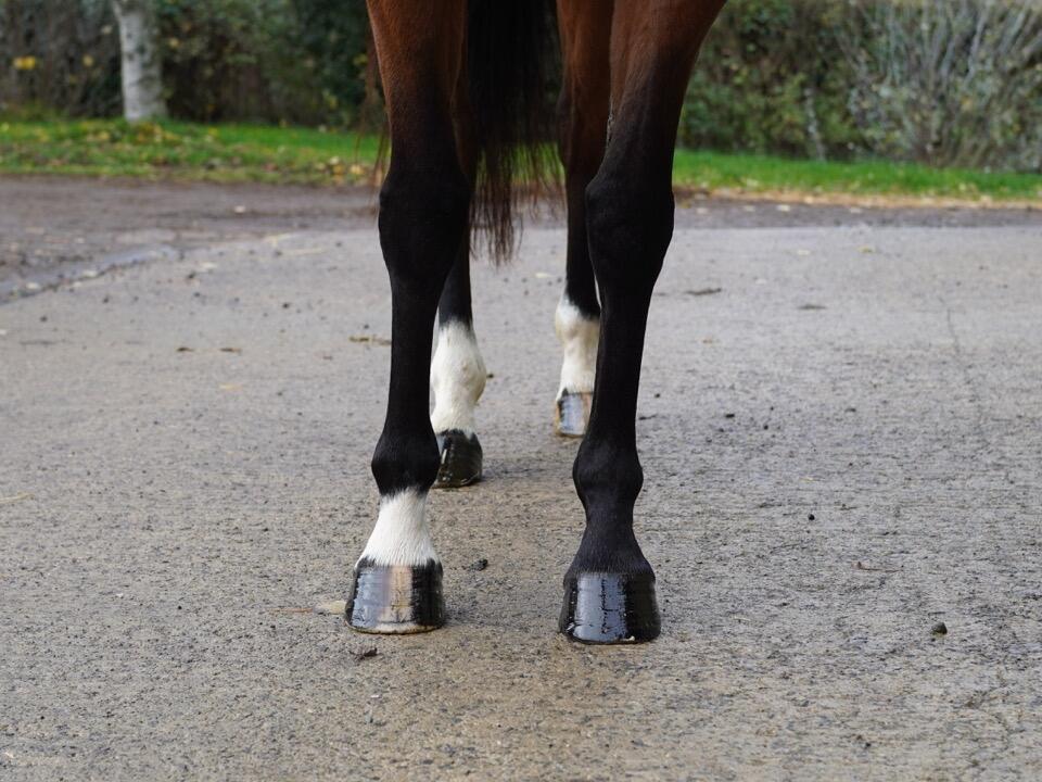 Lot 1559 Dancing Away fronts Large