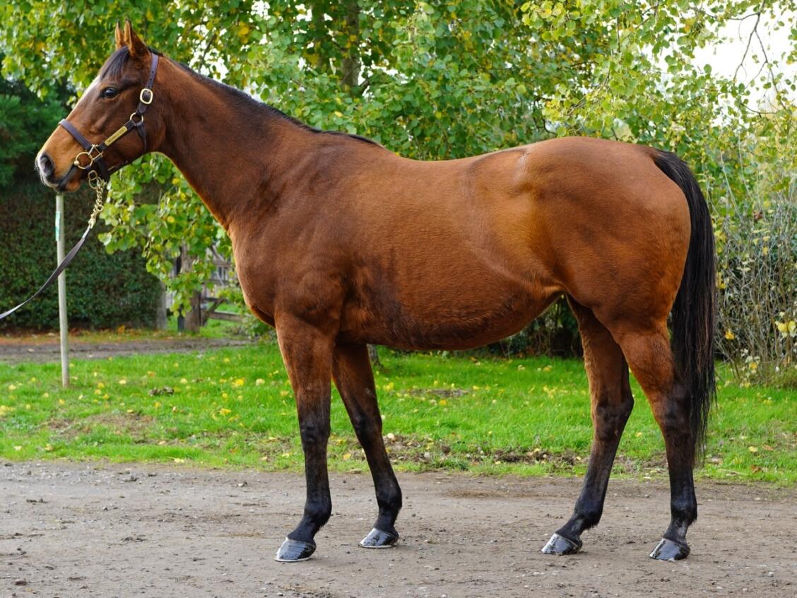 Lot 1560 Shazam Consignor Large