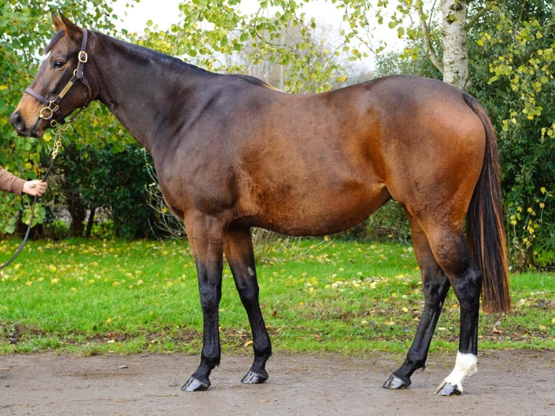 Lot 1561 Running Spirit 3 Large