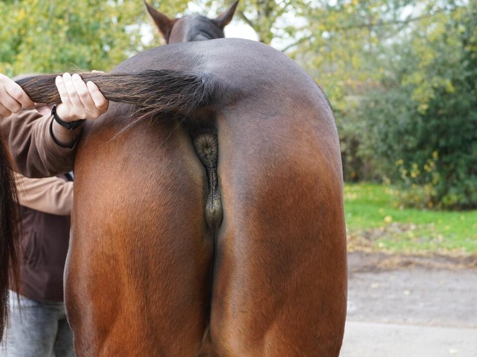 Lot 1561 Running Spirit hinds Large