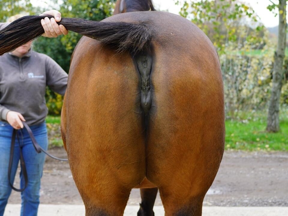 Lot 1592 Time Scale hind Large