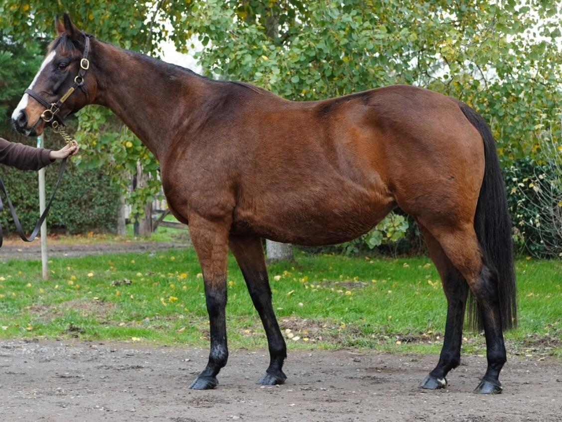 Lot 1593 Diamond Pour Moi consignor Large